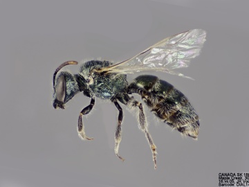 [Lasioglossum semicaeruleum female thumbnail]